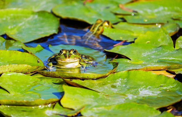 How to Build a Wildlife Pond to Attract Frogs and Newts in a UK Garden?