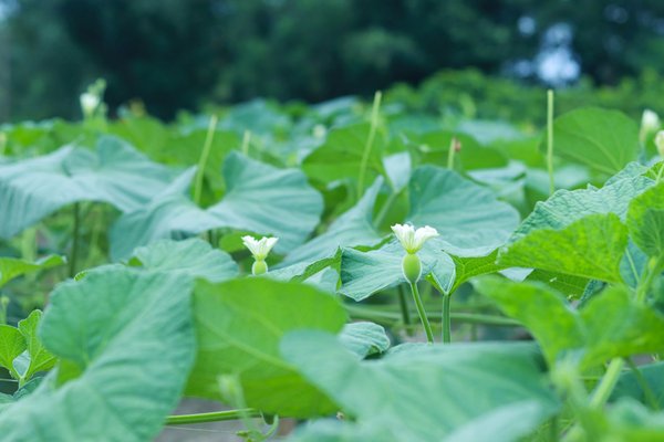 The Benefits of Using a Round Raised Garden Bed in Your Garden